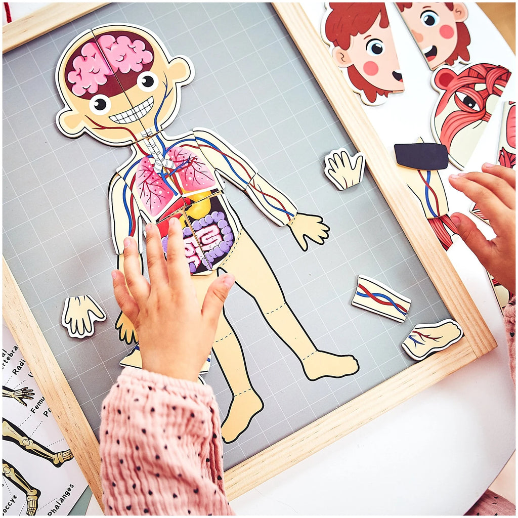 Magnetisches Anatomie-Puzzle