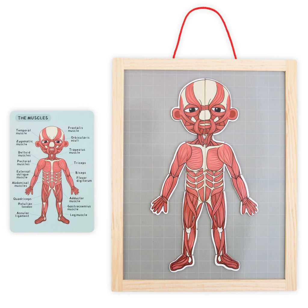 Magnetisches Anatomie-Puzzle