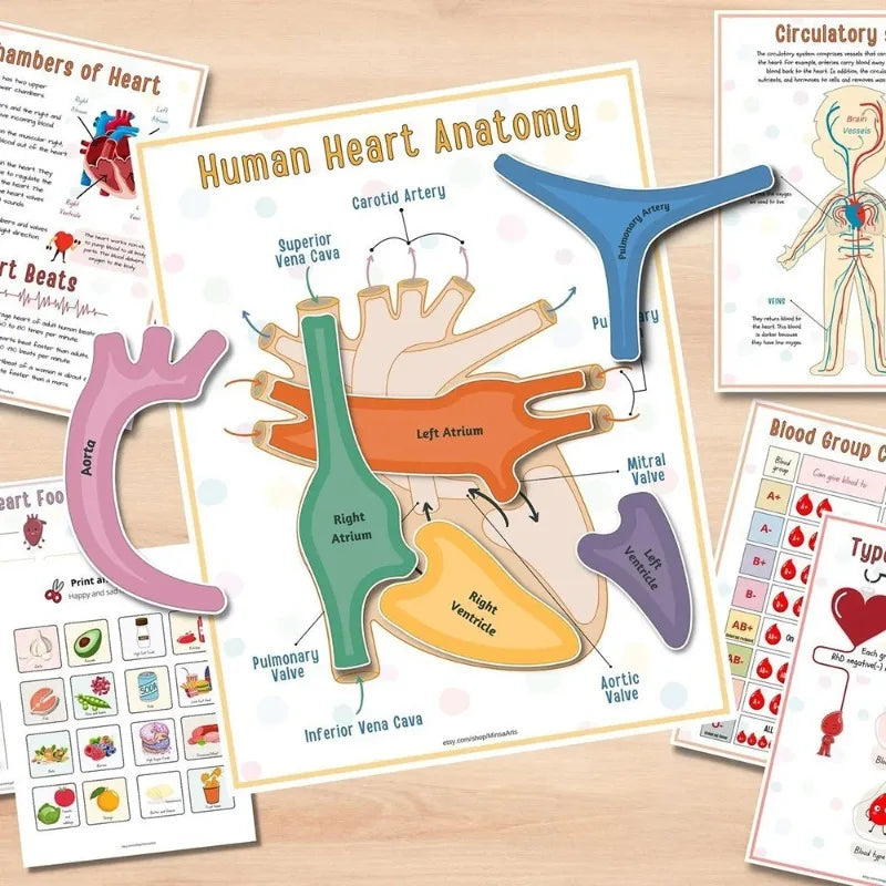 Quiet Book Anatomie