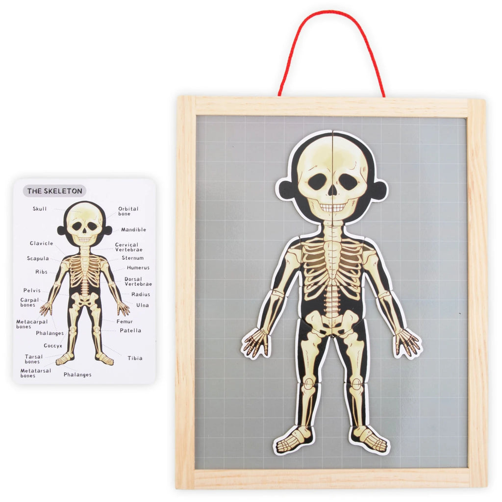 Magnetisches Anatomie-Puzzle