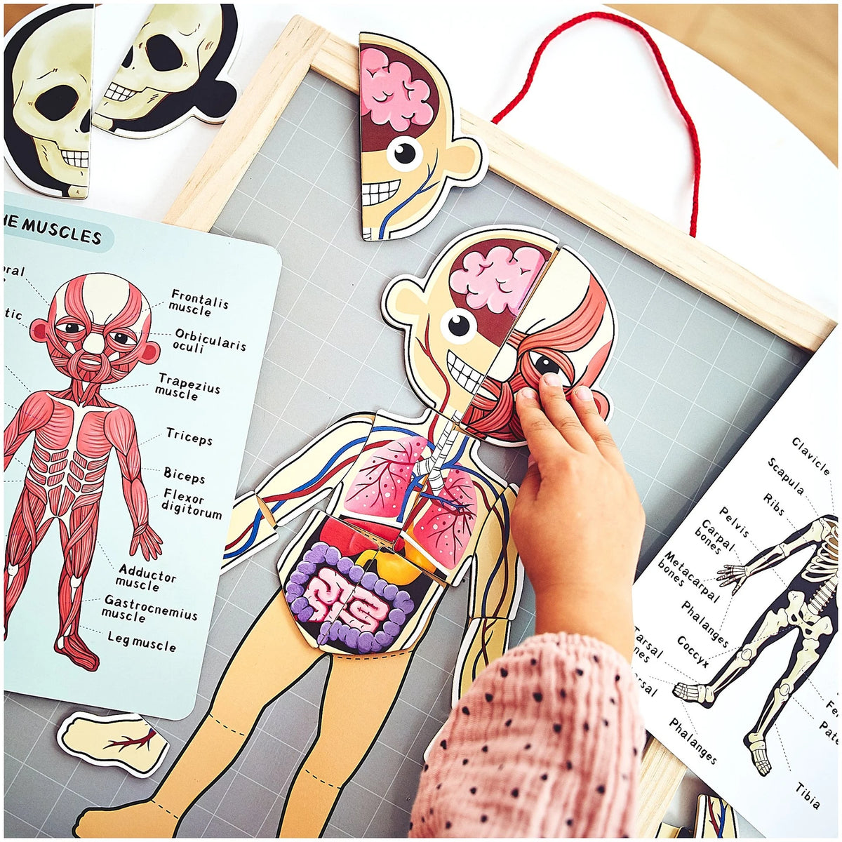 Magnetisches Anatomie-Puzzle