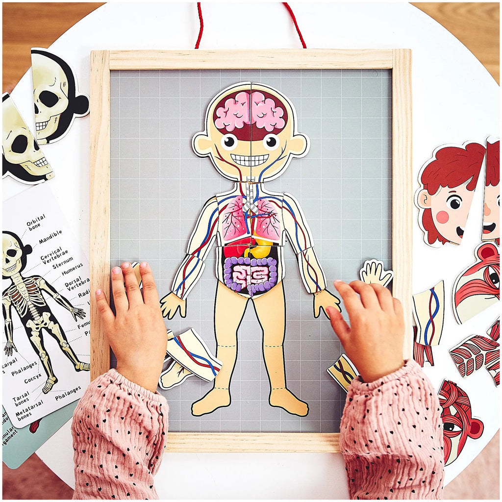 Magnetisches Anatomie-Puzzle
