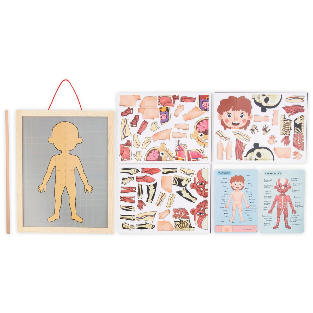 Magnetisches Anatomie-Puzzle