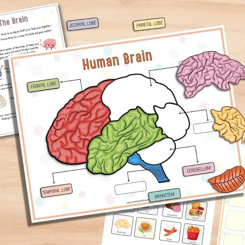 Quiet Book Anatomie