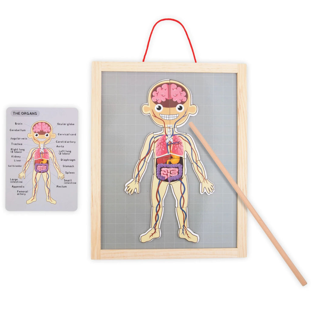 Magnetisches Anatomie-Puzzle