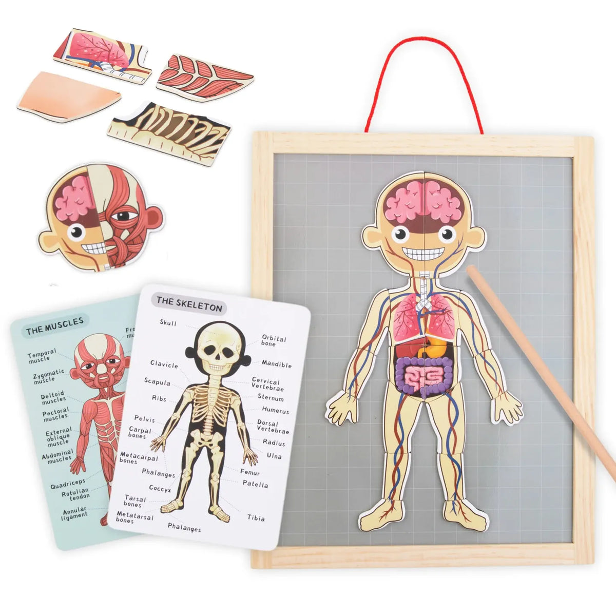 Numi Magnetisches Anatomie-Puzzle
